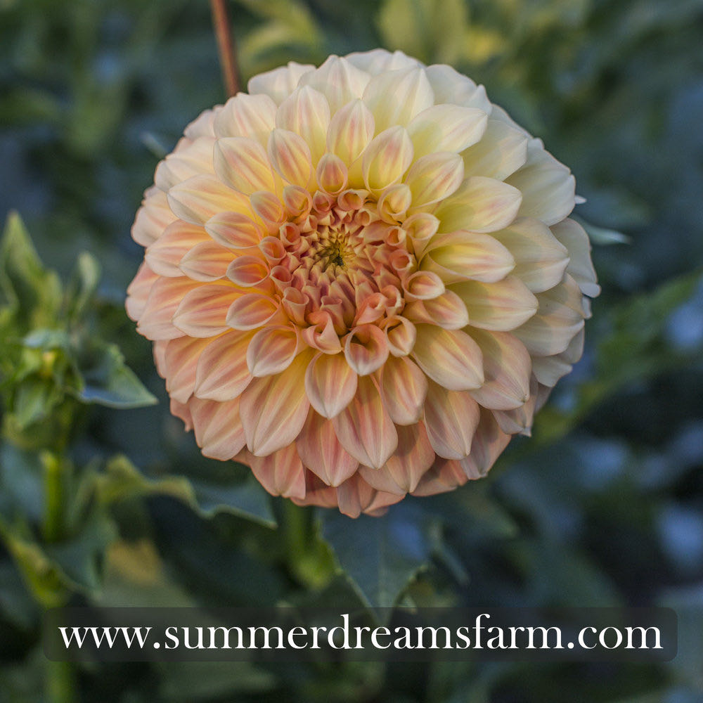 Little Mermaid Plush Flounder 