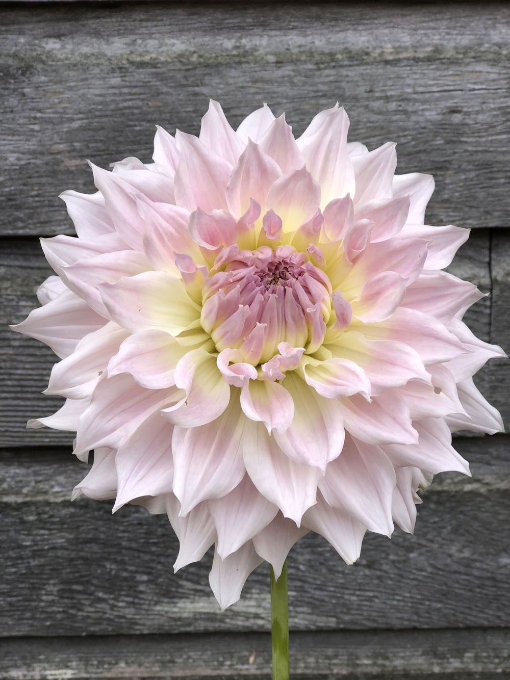 Ruler 6 In Stainless