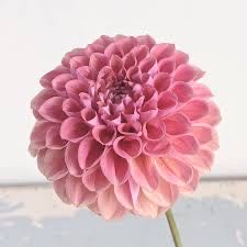 Luca-s Counted Cross Stitch Kit Basset 28.5x15.5cm