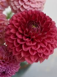 Hazel Atlas Dessert Footed Ribbed Custard Cup