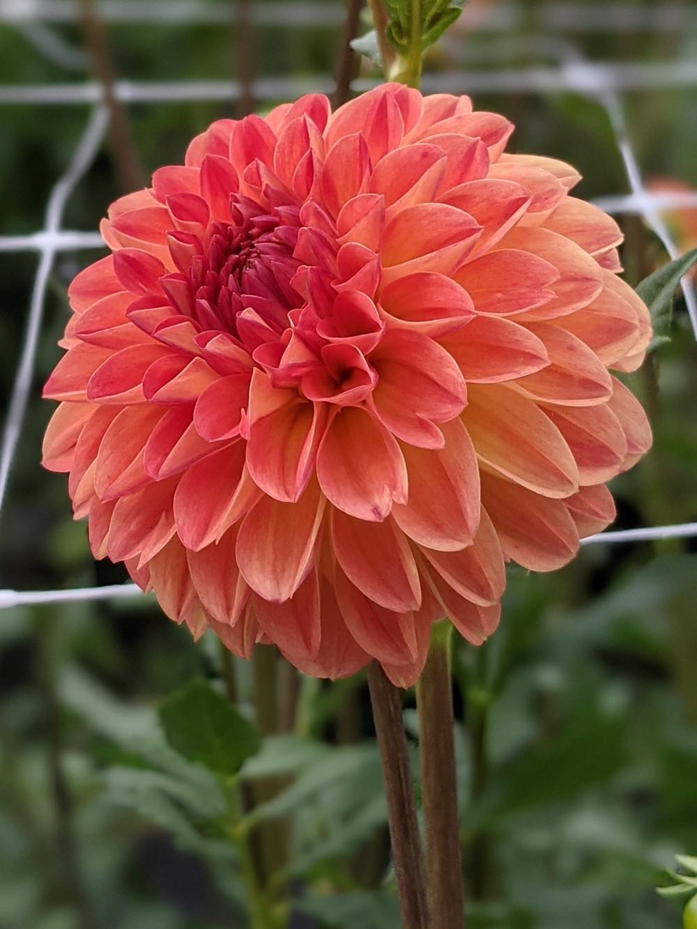 Our First Christmas Together