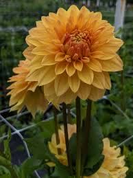 #25372 Lemax Whitley Residence