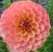 Disney Haunted Mansion Hatbox Ghost