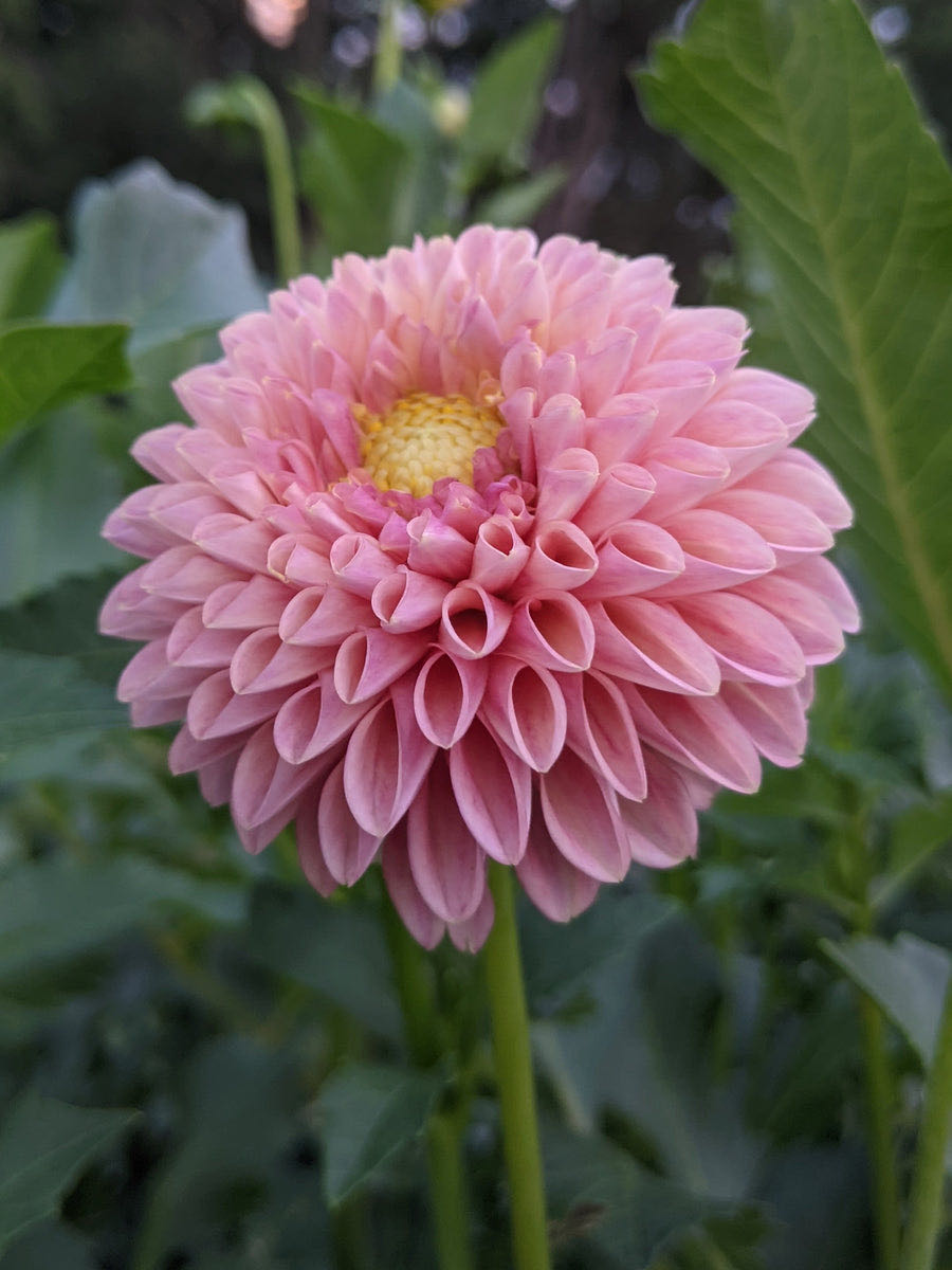 Leo’s Famous Pizzeria