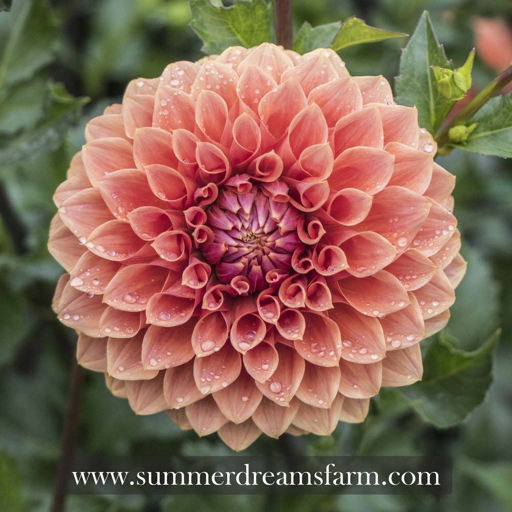 Foil - Reflector - Flower - 11 Pedal