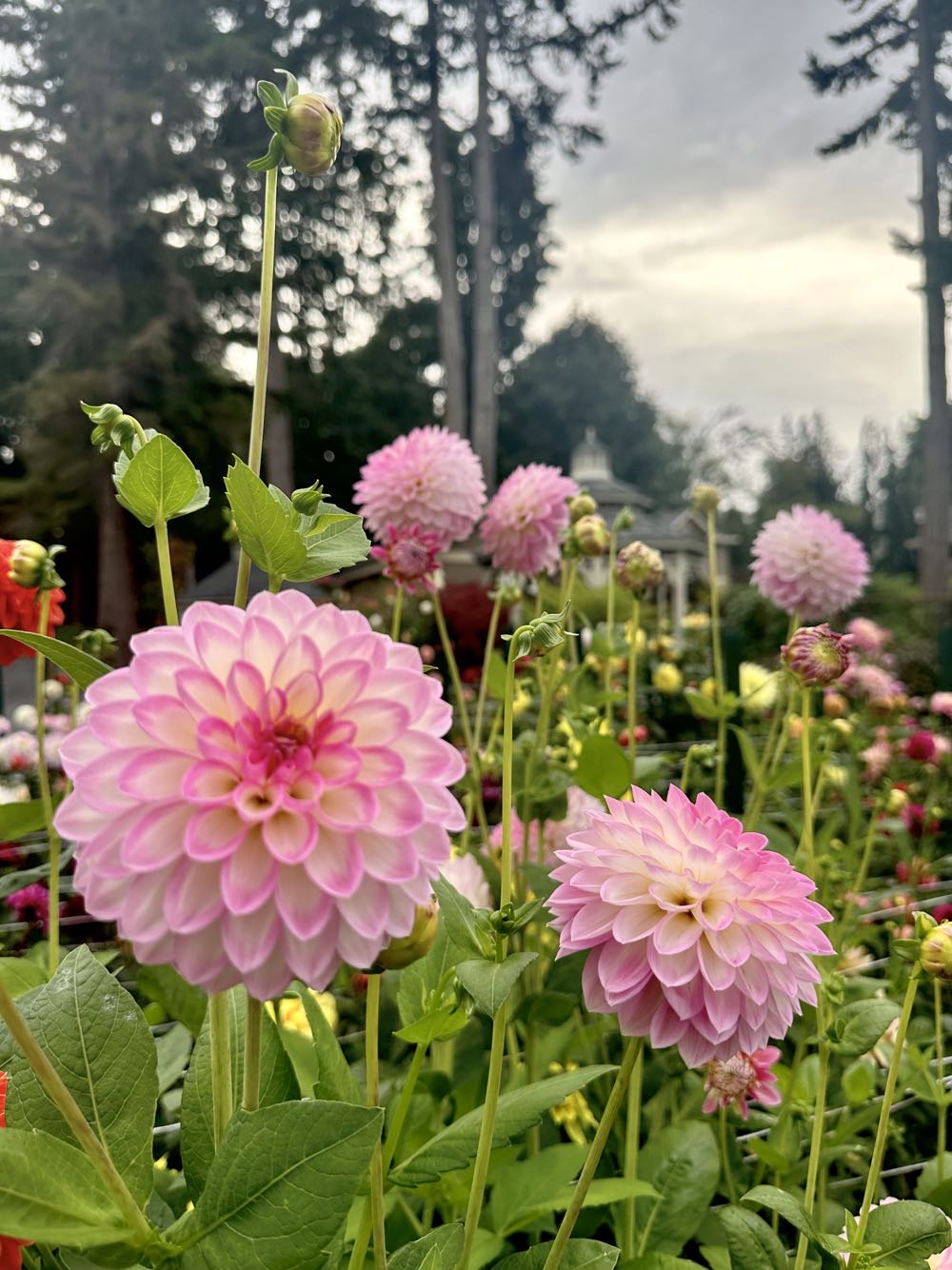 Arbatax  ornament collectible - Main Image 2