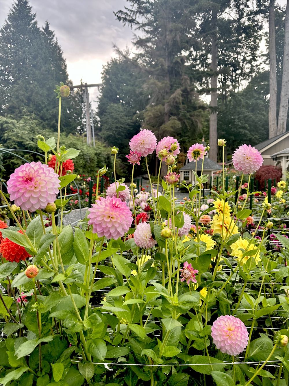 Arbatax  ornament collectible - Main Image 3