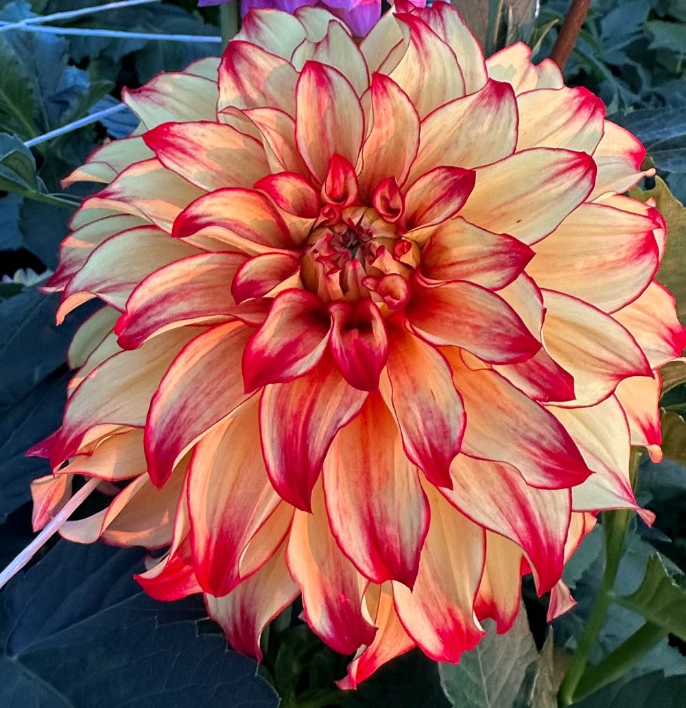 De Carlini Eskimo Glass Ornament