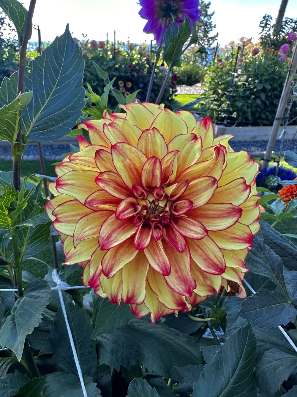 Lady Darlene  ornament collectible - Main Image 2