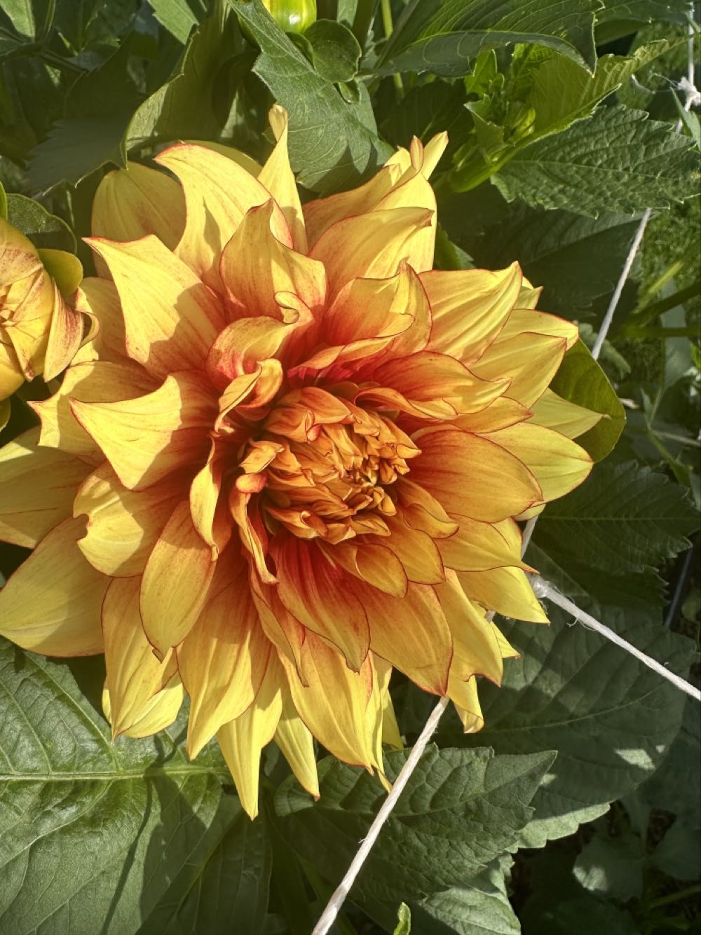 Betsy Clark - Home For The Holidays (6th And Final In Series)