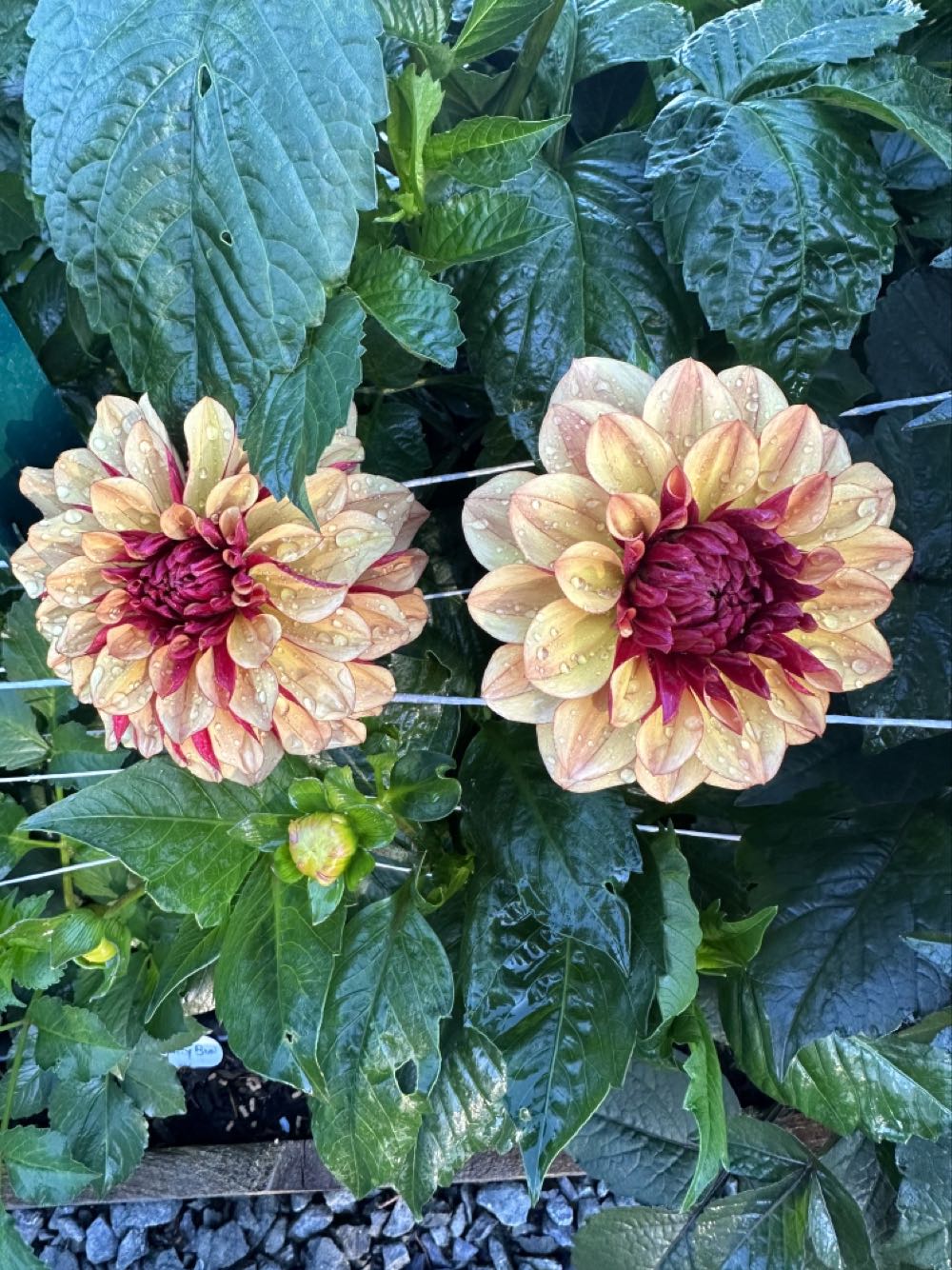 Ceramic - Atlantic - A414 - Carolers In Front Of Church