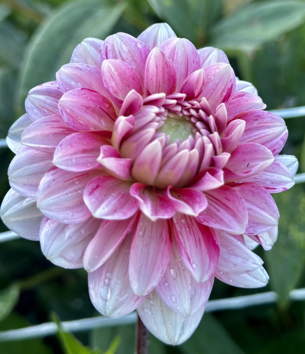 Dave Matthews Band Walk Around The Moon White Vinyl New & Sealed