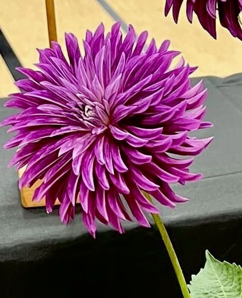 Jim Shore Heartwood Creek Is Santa With Satchel 11