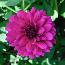 Needlepoint - Stocking - Santa