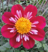 F Figurines Job Lot 2