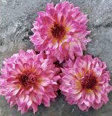 Hot Wheels: “MACH SPEEDER”