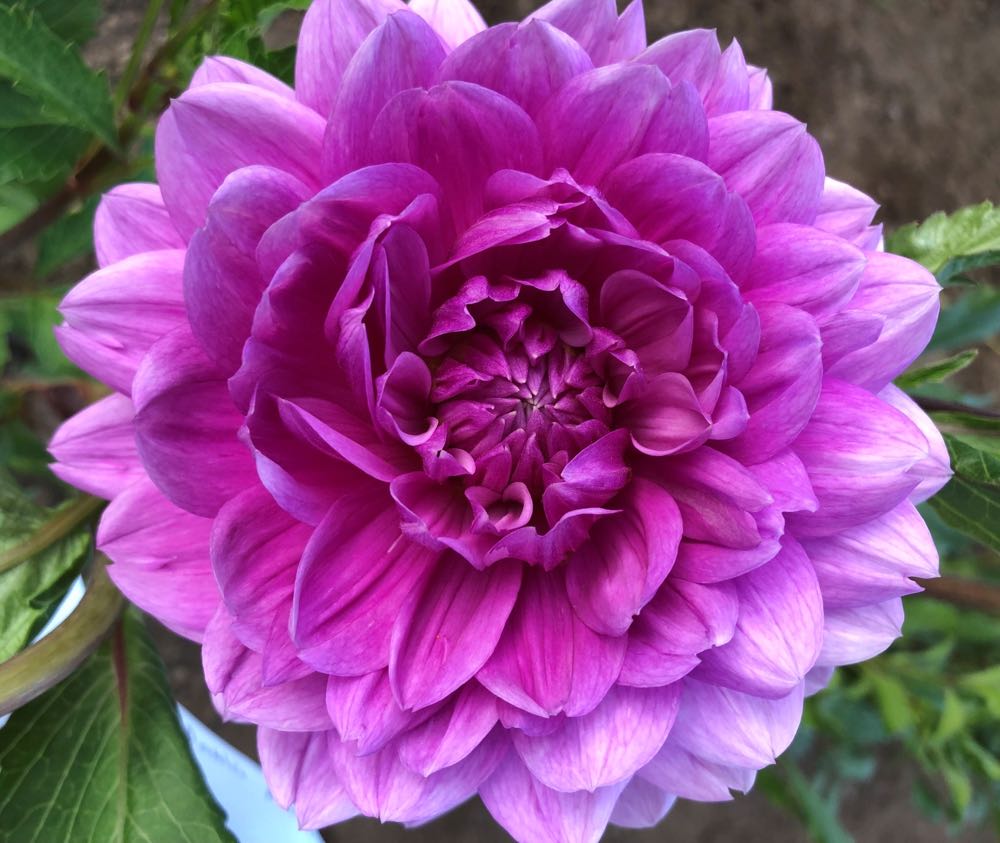 Unk Uranium Glass Salt Shaker