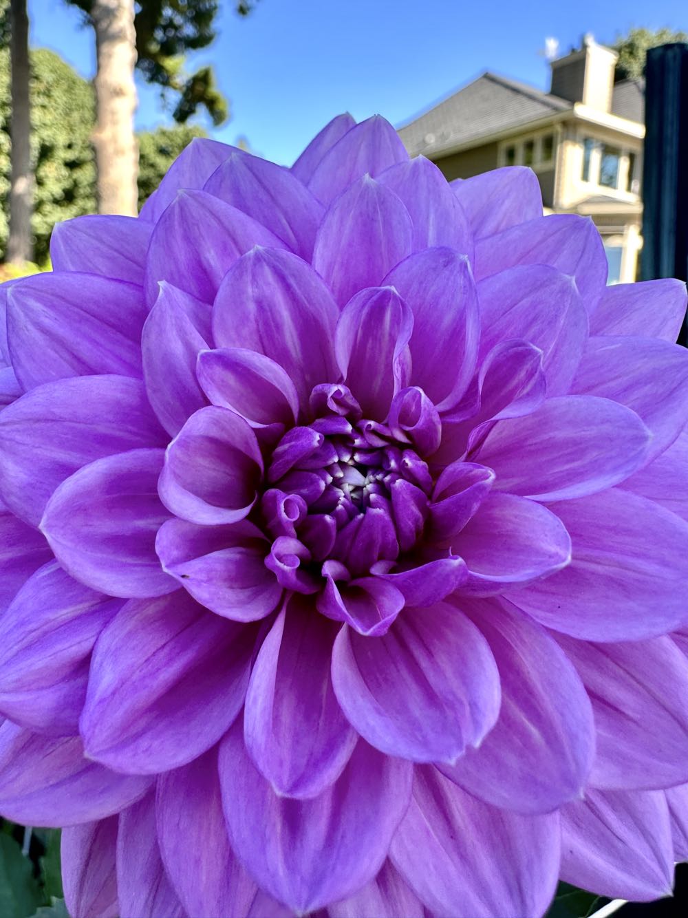 Blue Streak  ornament collectible - Main Image 2