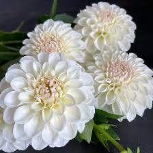 Corning - Fancy - Reflector - Blue