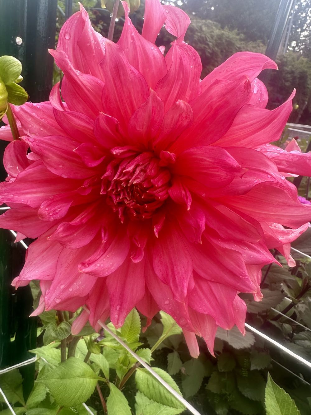 Putz - Italy - Animal - Horse