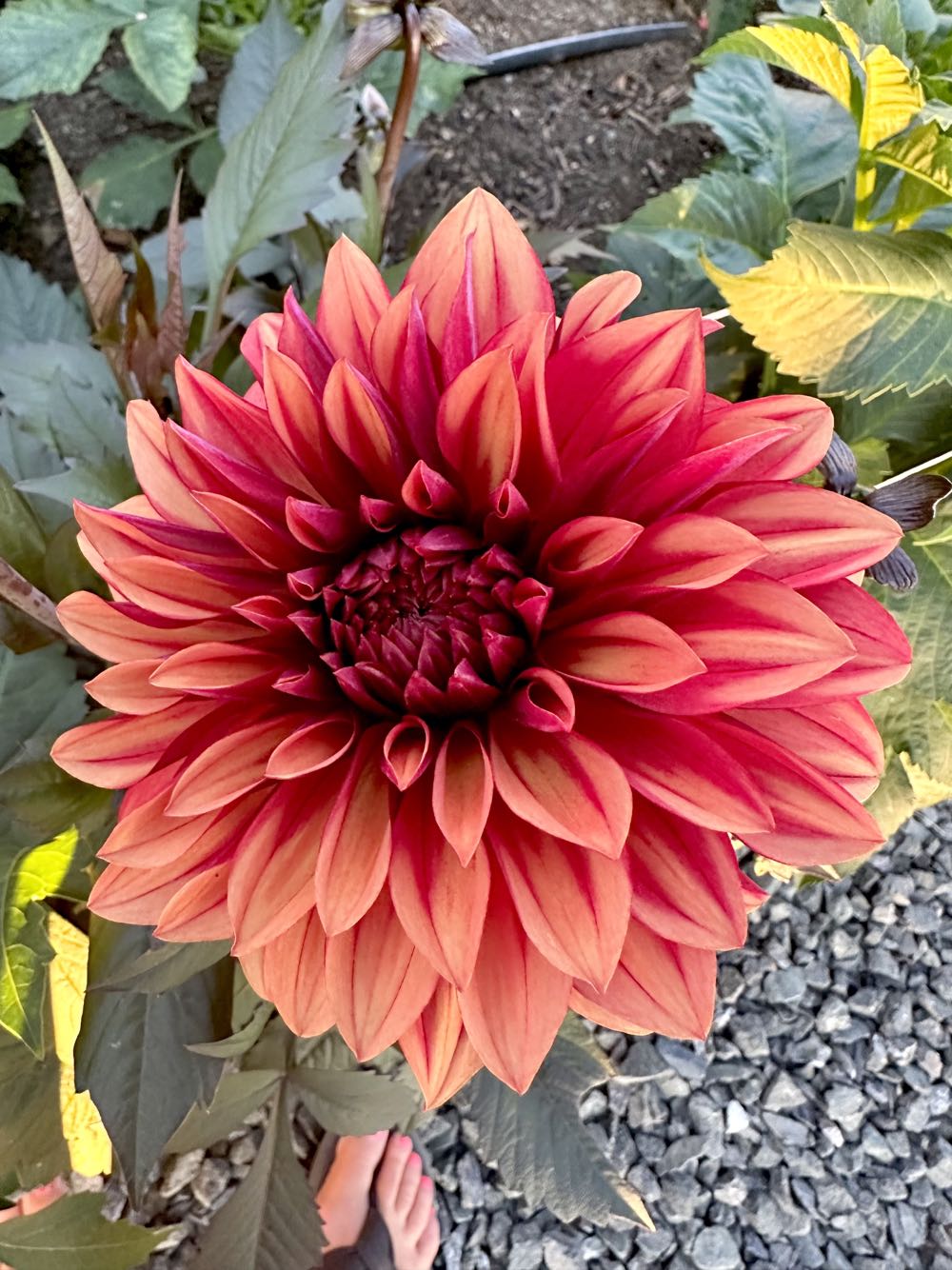 M&M Yellow In Present