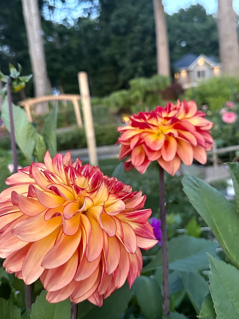 Pottery Barn Dog Bone Picture Frame