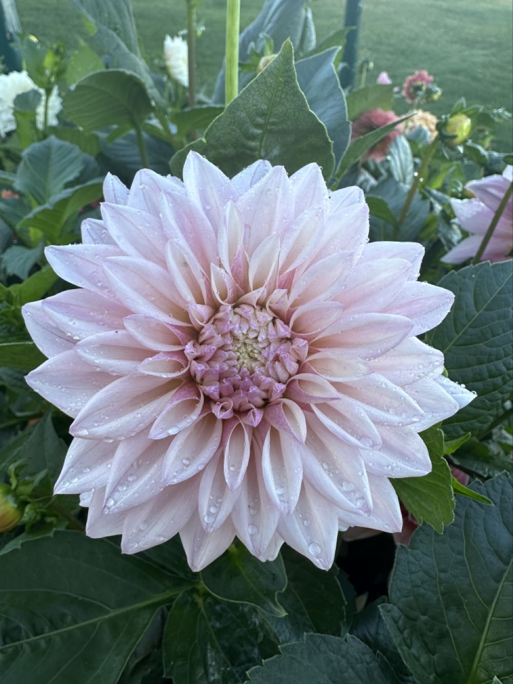 Hershey Cookie Man On Hershey Bar 