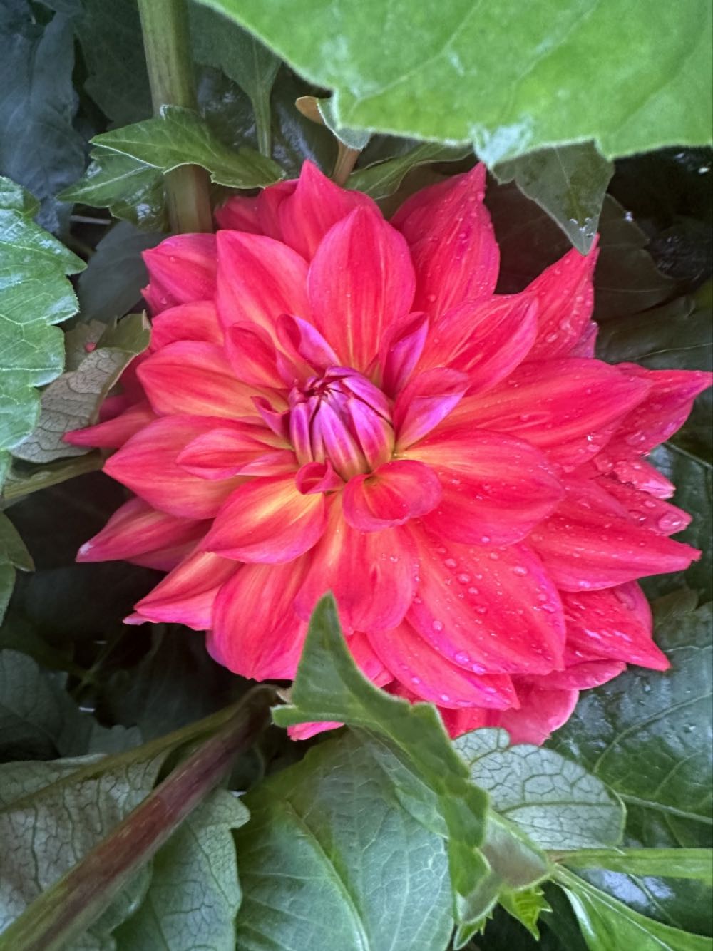 Cookie Cutter - Packerland - Christmas Tree