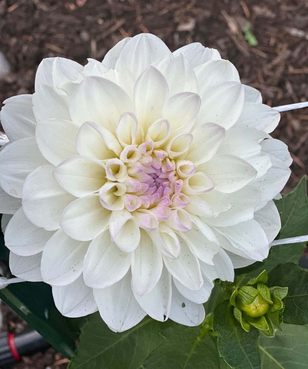 Letistitch Christmas Toys Ornaments Plastic Canvas Kit Leti966