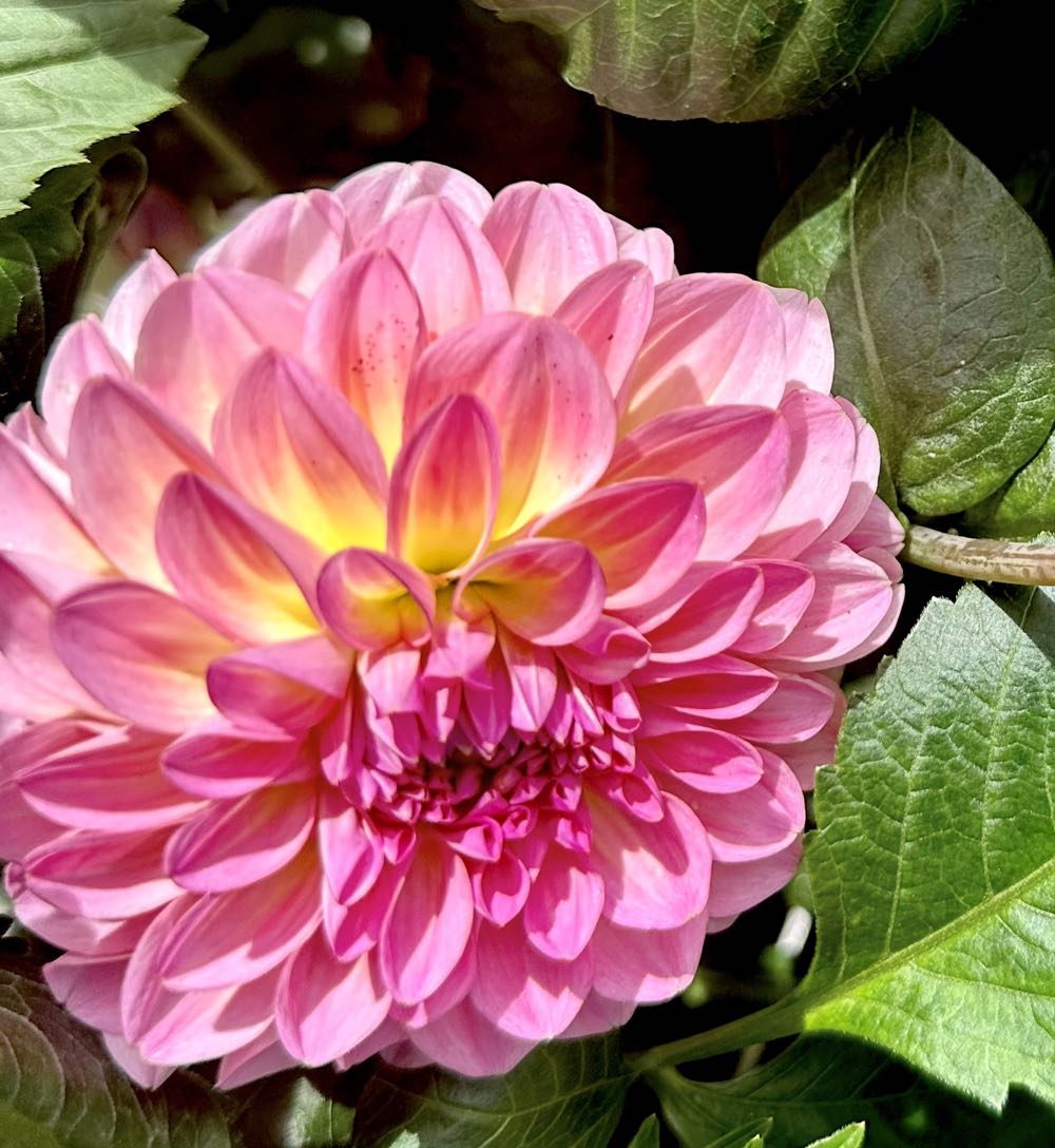 Nostalgic Houses And Shops #5, 5th 1988