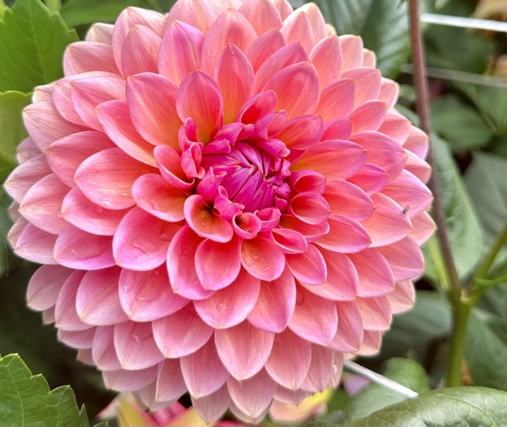 Jim Shore Santa Holding Heart Mini #6012959