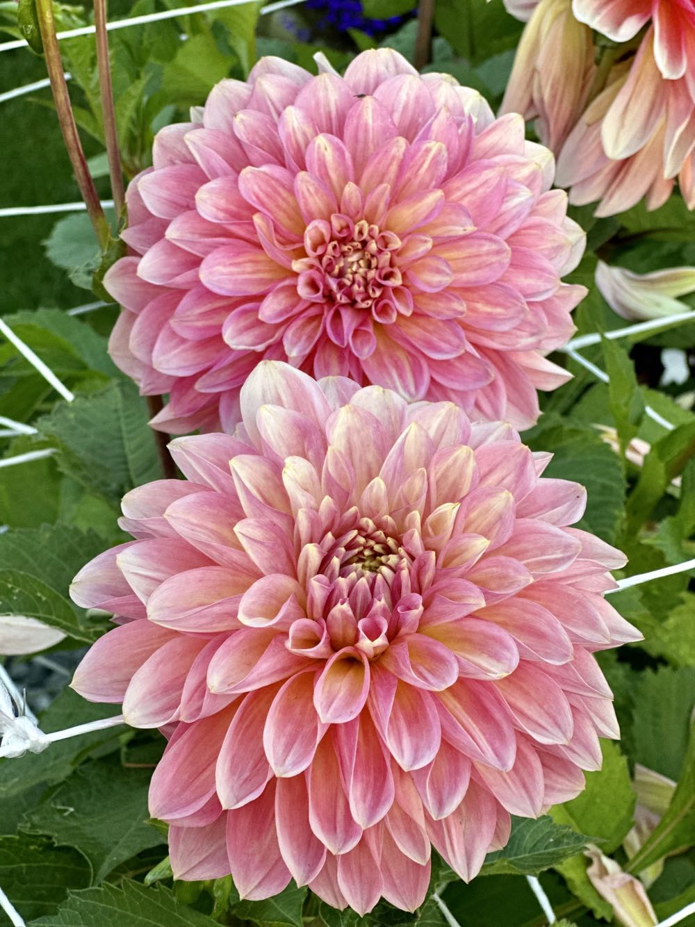 Friends: Central Perk Cafe Couch