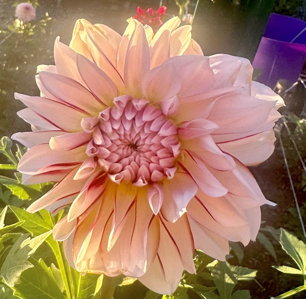 Tim Horton’s Tim Bit Snowman