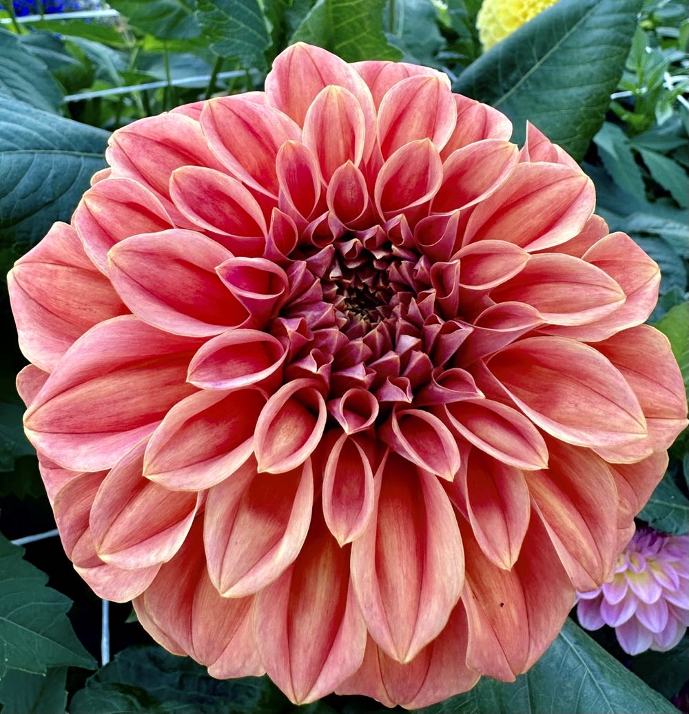 Christmas Novelty - Music Box - Choir Kids