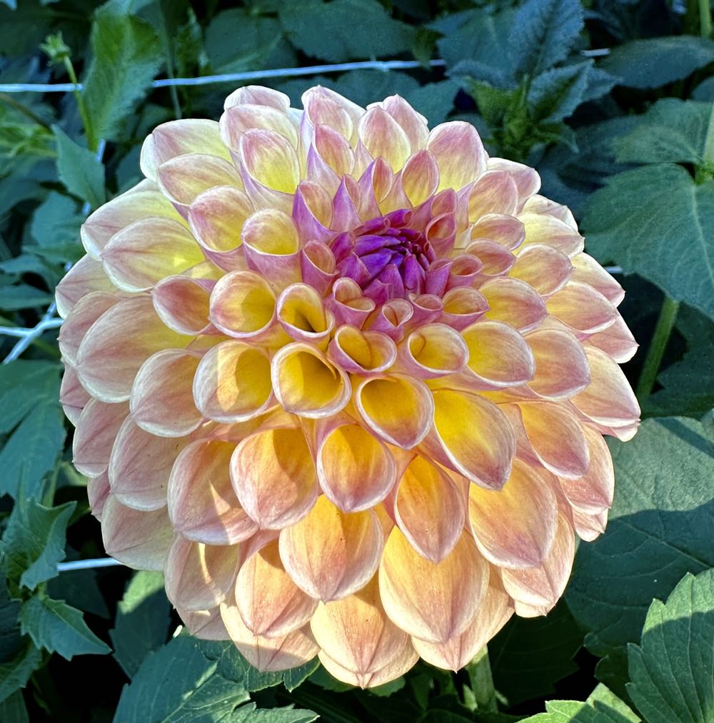 Hallmark Funko Pop! Peacemaker Christmas Ornament ...