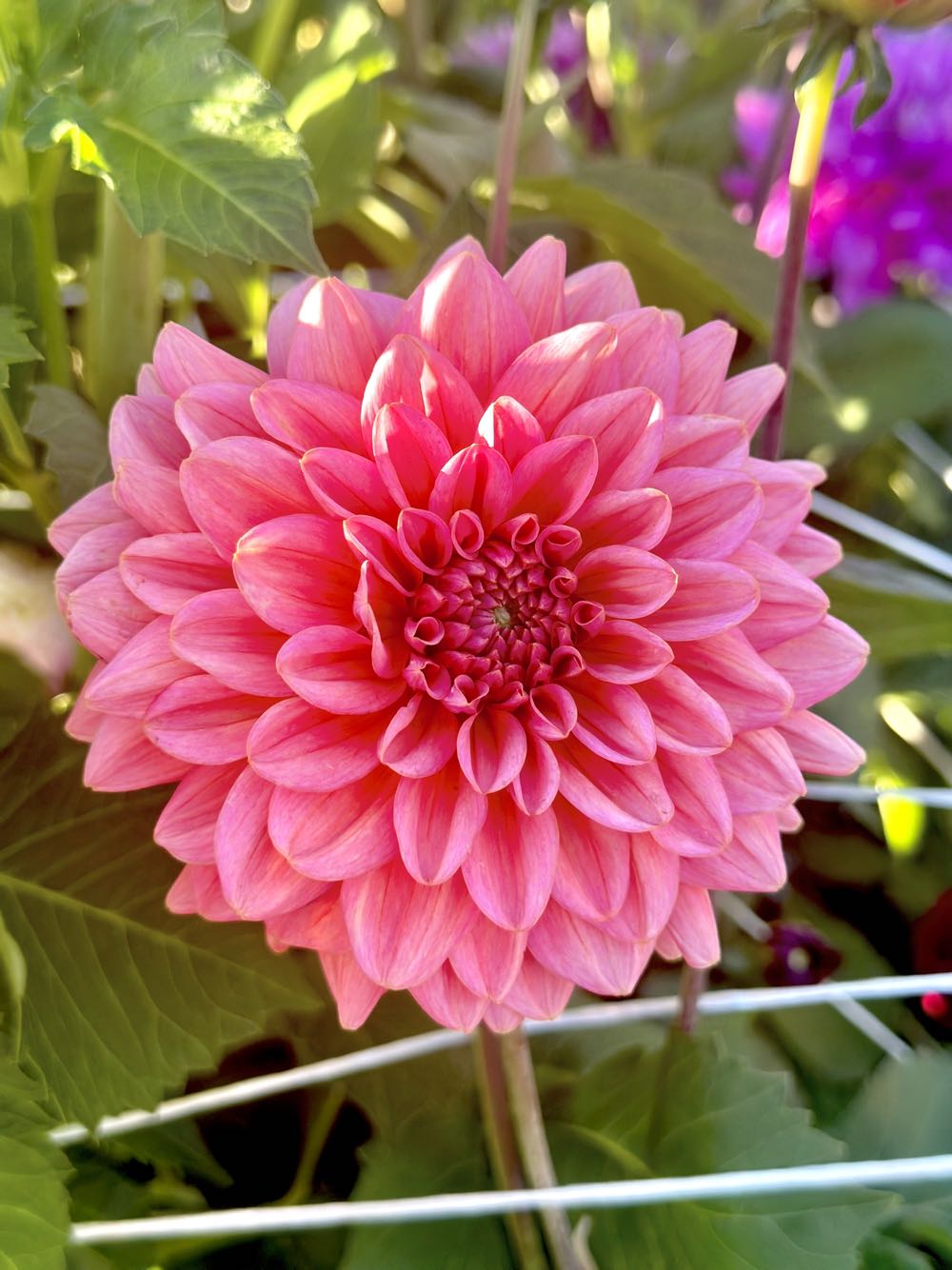 Vintage Mid Century Blue Eyed Lion Christmas Ornament Made from Yarn