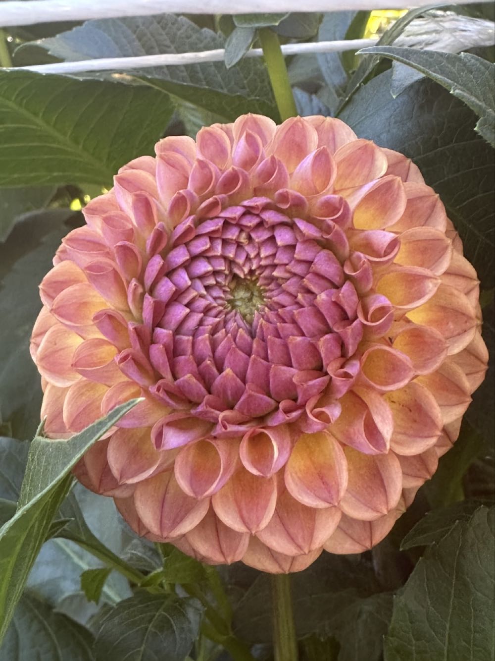 Christopher Radko - Shiny Brite - (Set 2) - Festive Fete - Round - Stencil - Flower - Red, Blue. Green, White, Silver