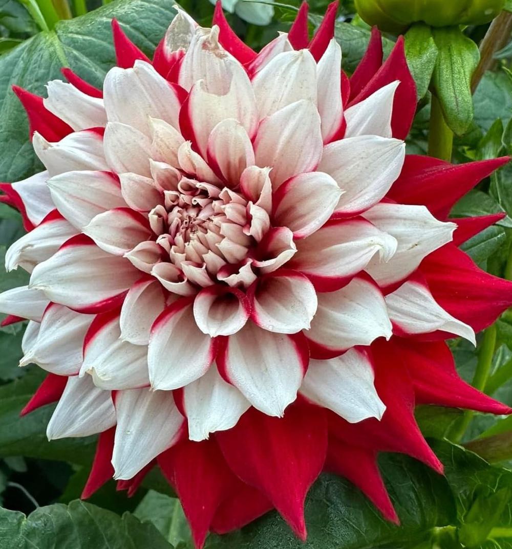 Lemax Snow Queen Tree Large #64096