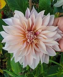 Cafe Au Lait  ornament collectible - Main Image 1