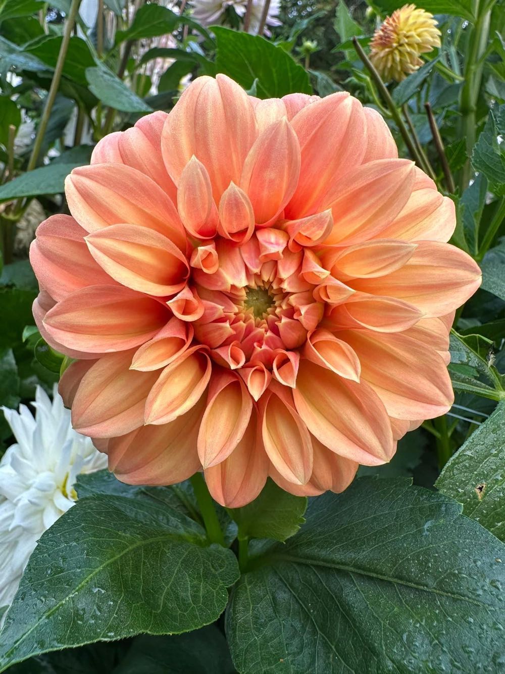 Lemax Family Bike Ride #32220