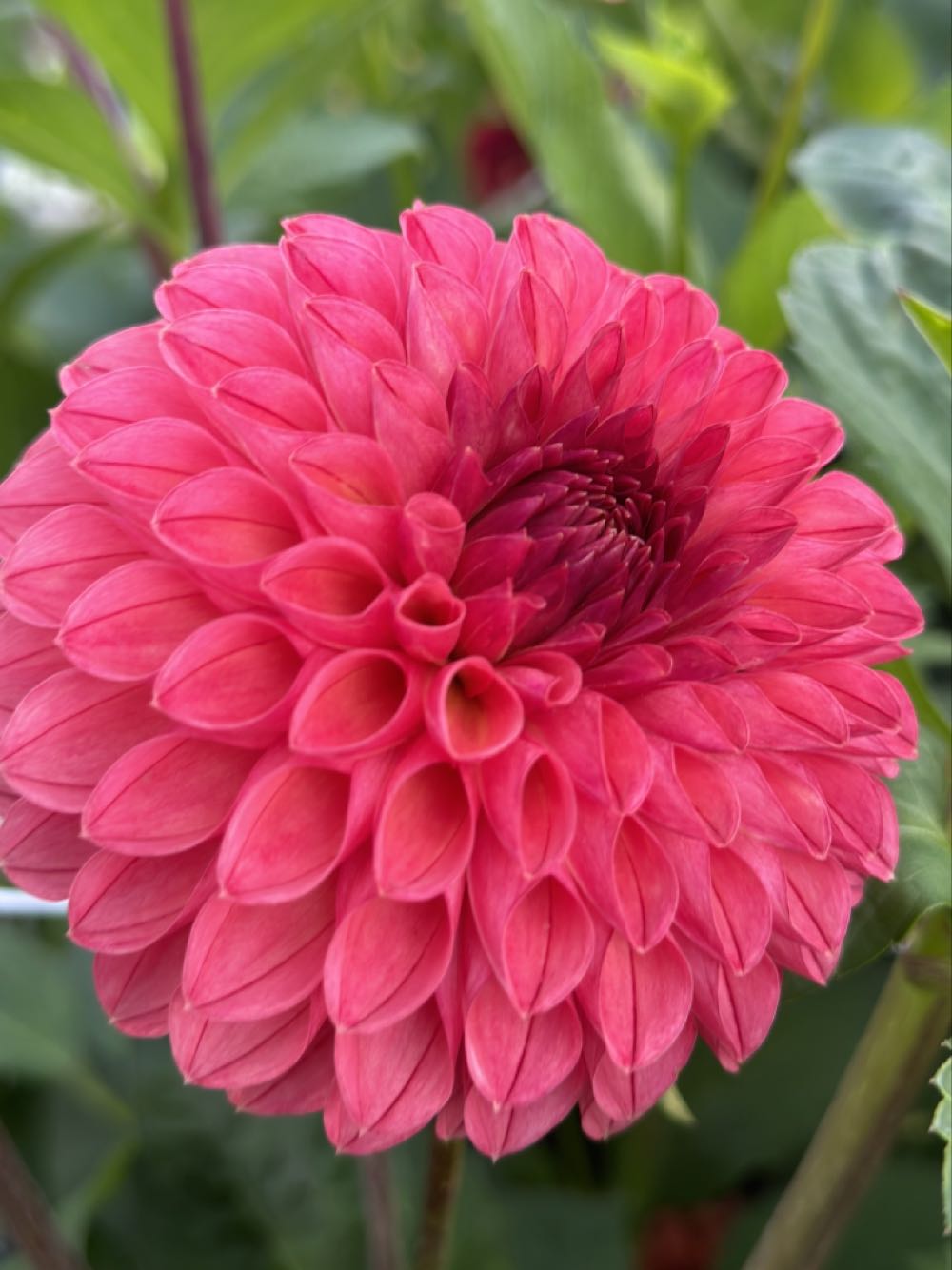 Ms Sydney’s Dance Studio