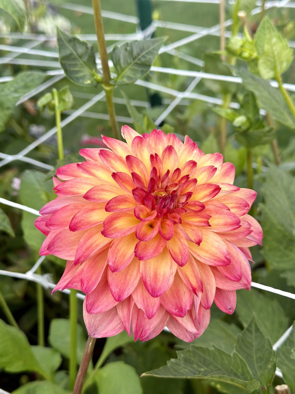 Santa As A Farmer With Animals 