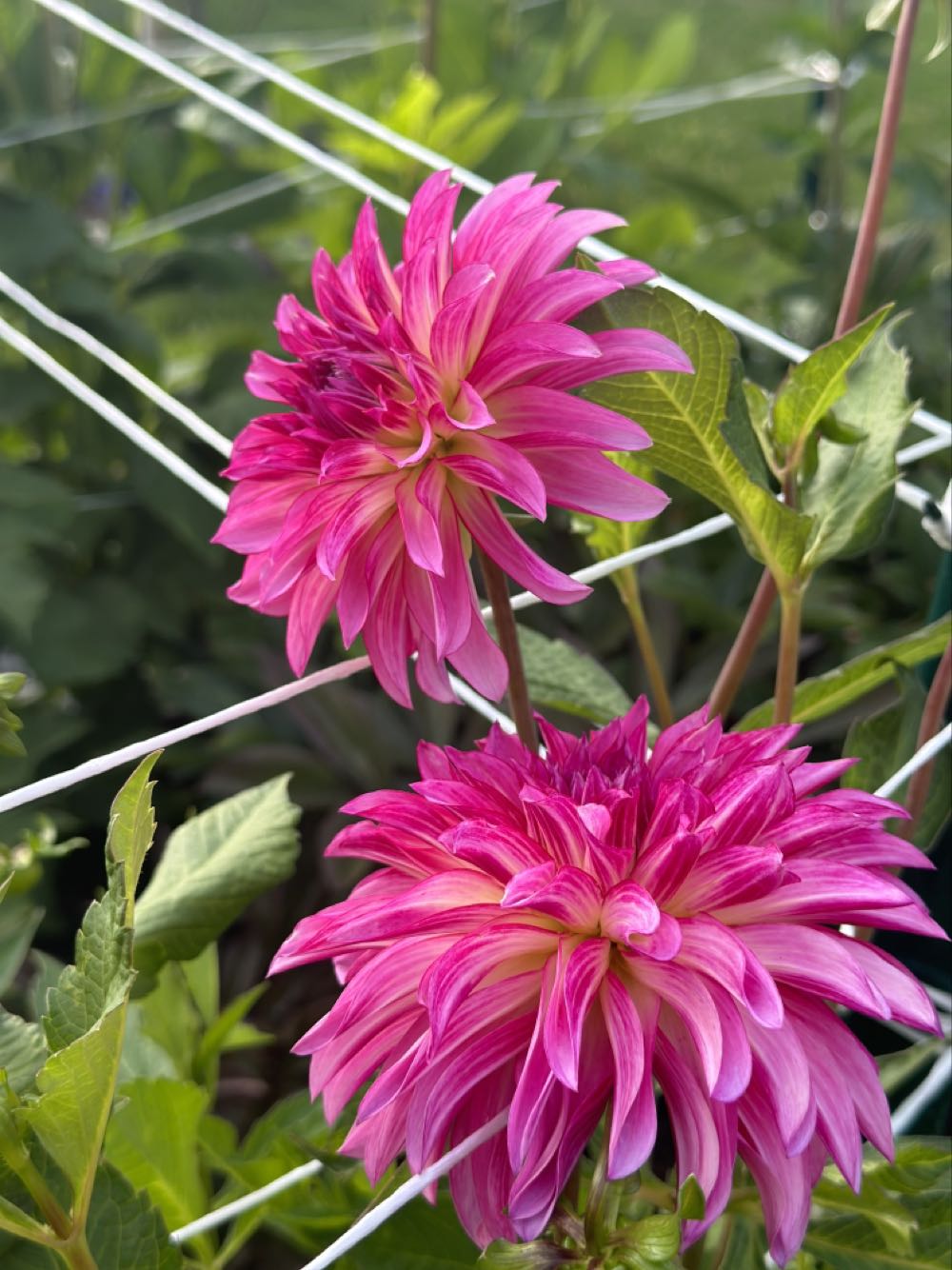 Bloomquist Footloose