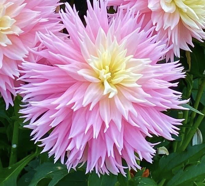 Just Married  ornament collectible - Main Image 1