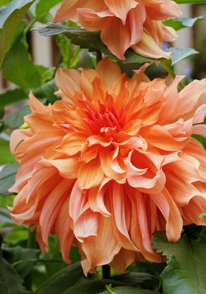 Christopher Radko Christmas Colors Garland