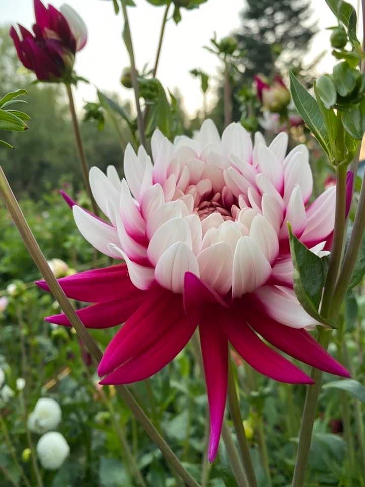 Glass Ornaments Mary 