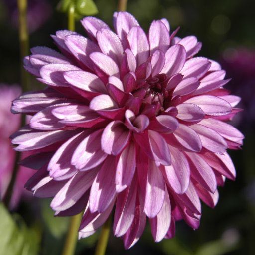 Vesicus Piscus, Holly Leaf & Dotting