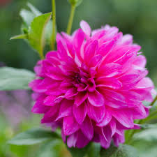 Lemax Ron’s Fish N’ Tackle Porcelain Lighted Building #15583