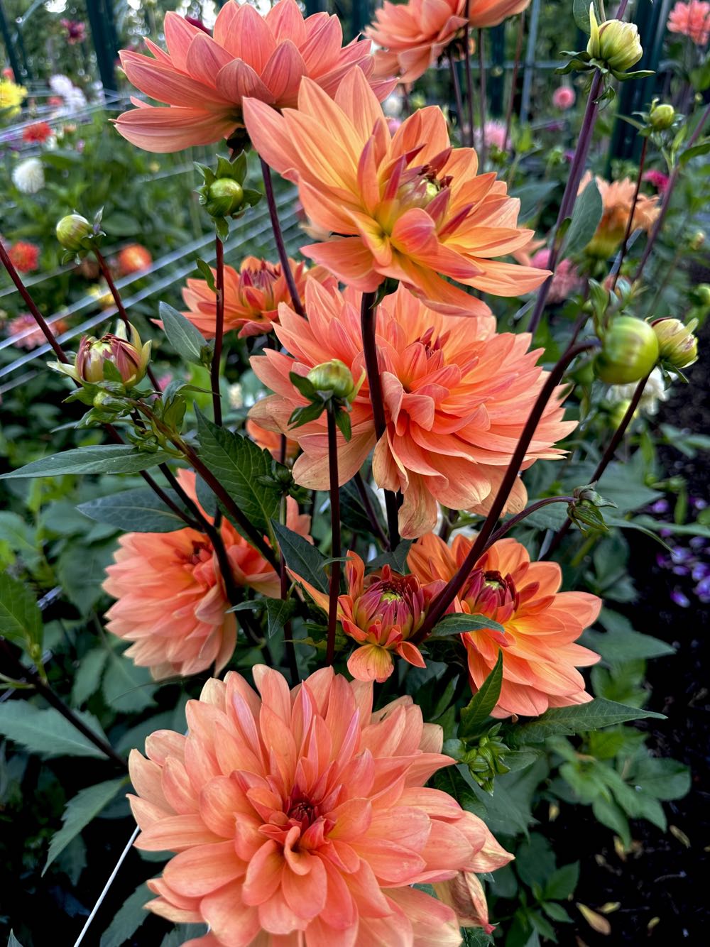 Luxfer Prism 3D Ornament