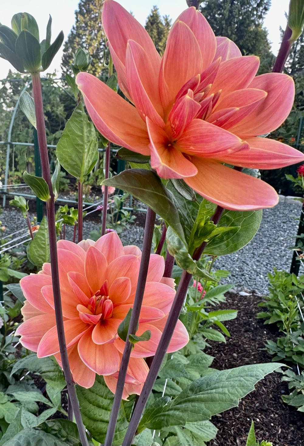 Dr. PH Riedl  ornament collectible - Main Image 2